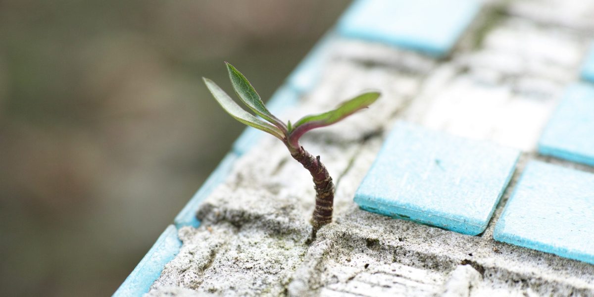 pexels-engin-akyurt-1438404-scaled